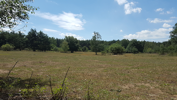 die Waldwiese im Sonnenschein (im Jagen 90)