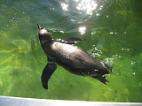 schwimmender Pinguin