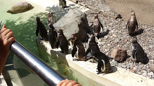 gesellige Runde der Humboldt-Pinguine