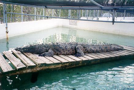 Alligator in der Aufzuchtstation