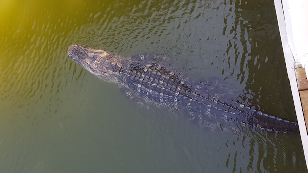 Mr. Alligator in imposanter Nähe