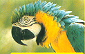 Papageienkopf